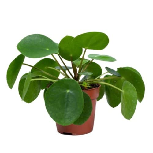 Verdecora Planta China del Dinero | Pilea Peperomioides | Planta Misionera | Planta natural en maceta de Ø12cm