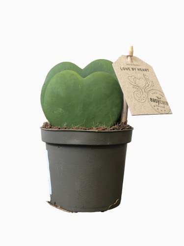 Hoya Kerrii o planta del corazon (maceta 7 cm Ø) - Planta viva de interior