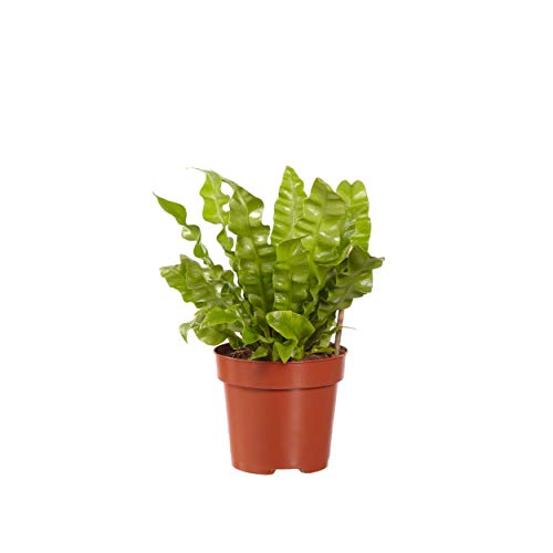 Indoor-Helden Asplenium nidus Crispy Wave - Farolillo para nido (diámetro: 12 cm, altura: 30 cm)