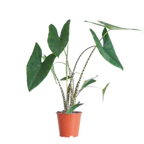 BloomPost Alocasia Zebrina - Planta de Interior de 60-70 cm - Plantas de Interior de Fácil Cuidado Para el Hogar y la Oficina - Planta Purificadora...