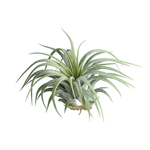 DECOALIVE Planta del Aire Verde, 8436601570406