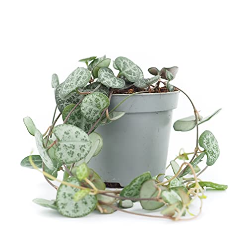 CocaFlora, Ceropegia Woodii, cadena de corazón, rosario, planta en maceta, planta de interior real, fácil de cultivar, ~ 10 cm