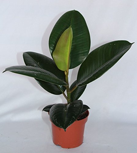 Ficus Robusta (30 cm (1 vara)) - Planta viva de interior