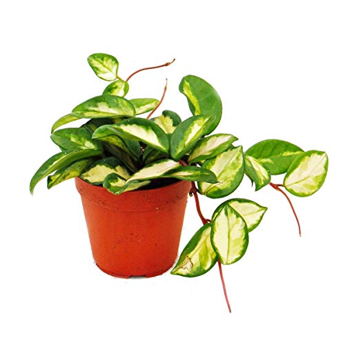 Indoor plant to hang - Hoya carnosa tricolor - porcelain flower - wax flower 12cm
