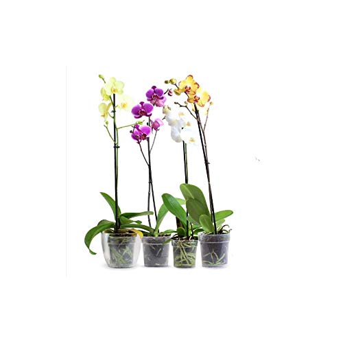 Orquidea phalaenopsis 1 tallo en maceta 12cm surtido variado