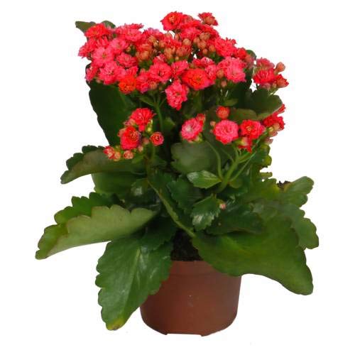 Kalanchoe Planta Natural Con Flor Colores Surtidos - Planta Decorativa y Ornamental