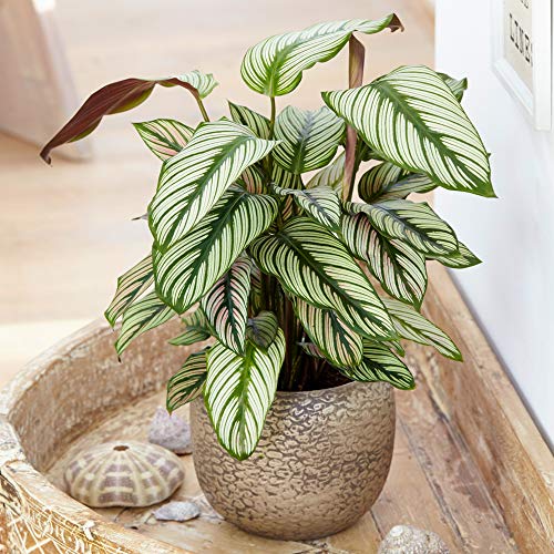 1 x Calatea Estrella Blanca Planta Cebra en Maceta 30-40cm para Hogar y Oficina