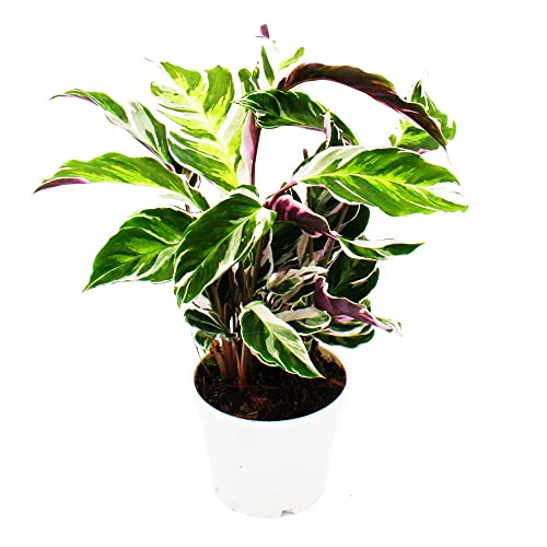 Exotenherz - Planta de sombra con diseño de hojas – Calathea Fusion White – Maceta de 14 cm – 40 cm de altura aprox.