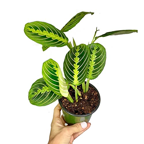 Maranta Natural Lemon Lime Planta Decorativa de Interior