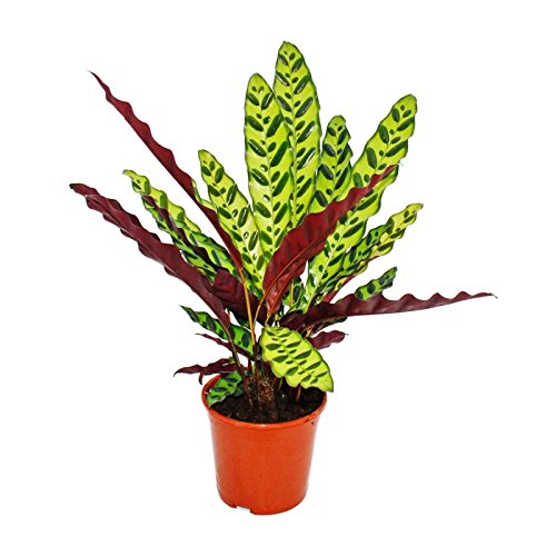Shadowplant with unusual leafpatterns - Calathea lancifolia - 14cm pot - 45-50cm tall