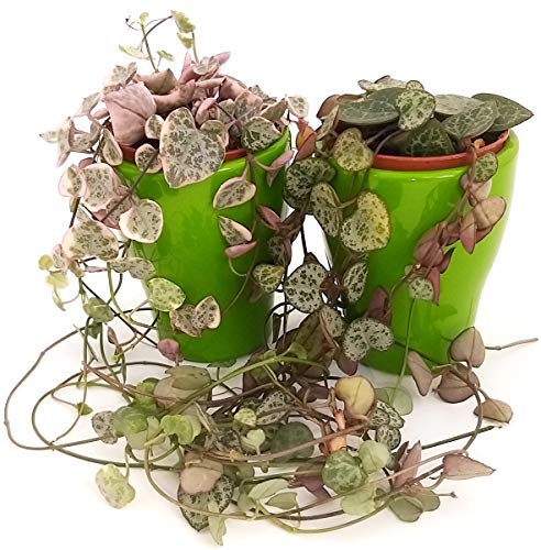 CerOPEGIA WOODII y CEROPEGIA WOODII variada en maceta cerámica verde, collar de corazones, plantas auténticas