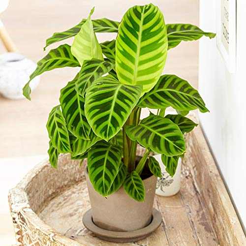 Calatea Zebrina Perenne Planta Cebra de Interior 30-40cm en Maceta