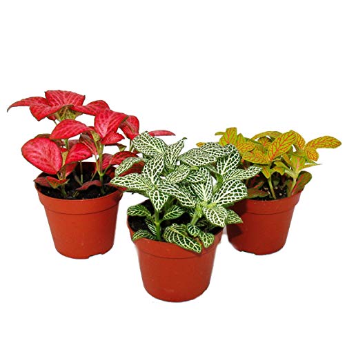 Set with 3 different colored Fittonia -Plant, silvern net leaf, mosaic plant, 9cm pot