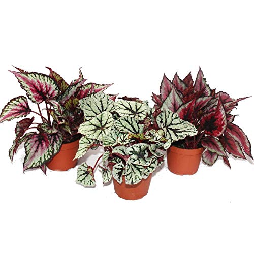Mix of ornamental-leaved begonias'Botanica' - 3 plants - 12cm pot