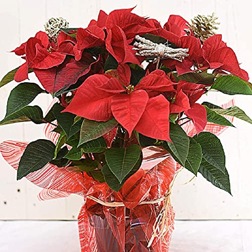 PLANTA DE NAVIDAD NATURAL [DECORADA + DEDICATORIA] 55cm - Poinsettia roja PARA REGALAR - PASCUERO - Flor de Pascua