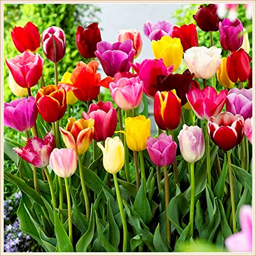Bulbo tulipan,Hermosas flores ornamentales,Planta decorativa mágica-5 Bulbos,3