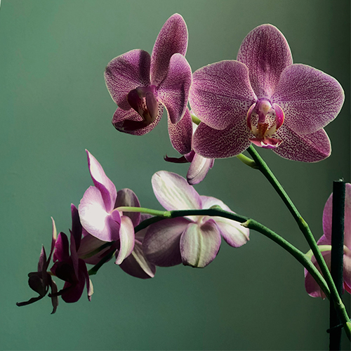 ⊛ Orquídea Phalaenopsis Mariposa: Cuidados Reproducción y Problemas
