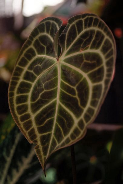 Anthurium Clarinervium cuidados