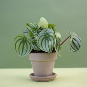 Peperomia Argyreia - Anguria Begonia | Piante da Regalo da Interno da 15-25 cm