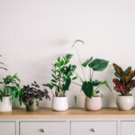 6 plantas que purifican el aire