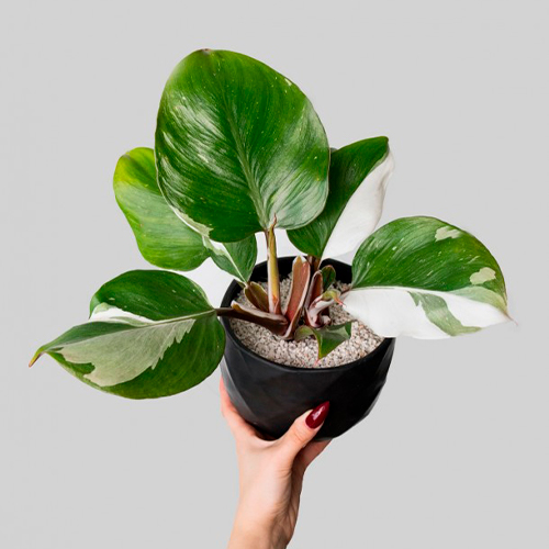 Philodendron White King